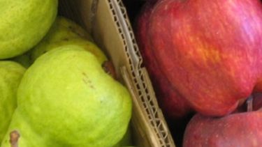 Proclaman la emergencia para la producción de peras y manzanas