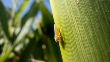 La plaga que afecta a los productores de maíz.