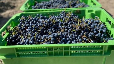 Reportan avances en la vendimia con uvas de buena calidad