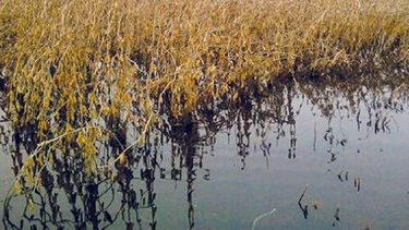 Una mayoría de pérdidas en la soja a nivel nacional proviene de Santa Fe