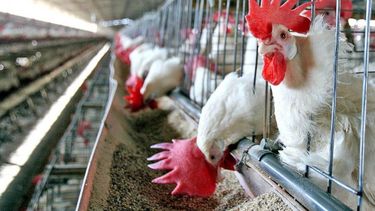 Productores avícolas ya pueden solicitar la asistencia oficial