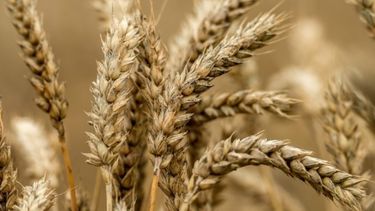 Argentina, a un paso de aprobar el primer trigo transgénico del mundo