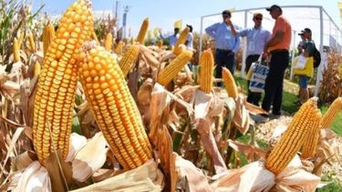 Las condiciones de la cosecha de maíz.