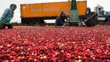 Productores de arándanos sufren por factores internos y externos