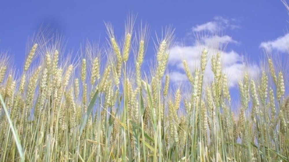 La siembra de trigo para la nueva campaña está en alza