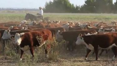 Suspenden por 90 días el aumento de la caución por faena de animales livianos