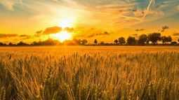 El revalúo de tierras es una buena noticia para el agro y las PYMES