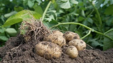 La intención es que los los productores inicien un camino exportador.