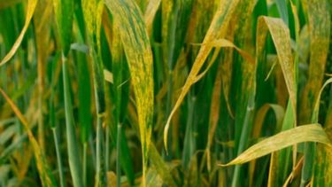 Epidemia de roya amarilla en trigo fue la más grave desde 1930