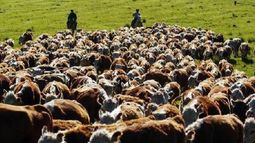 Despegó la actividad ganadera por un aumento de la faena de hembras