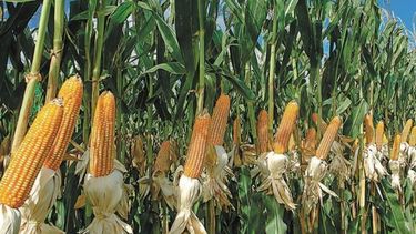 Se necesitan 3.712 kilos de maíz por hectárea para cubrir costos