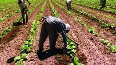Publican nuevas escalas salariales de los trabajadores rurales