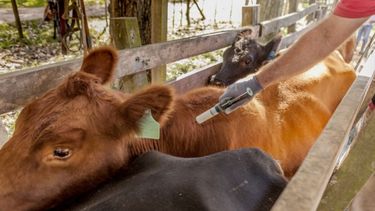 Continuarán por dos años las acciones para prevenir la Aftosa