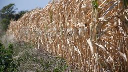 Recomiendan declarar la emergencia agropecuaria en Santa Fe por la sequía