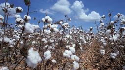 El precio de la fibra de algodón cayó un 20 por ciento