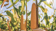 Conocimiento agronómico y cercanía con el productor.