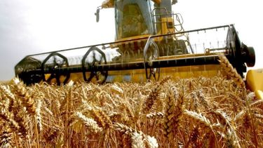 Rebajaron la proyección del trigo a 12,4 millones de toneladas