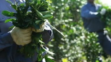 Establecen un aumento del 11% para la yerba mate