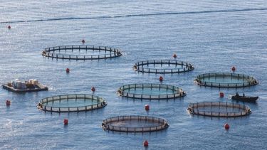 Diversificación de las economías regionales.