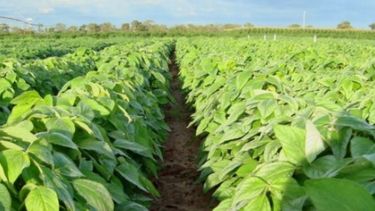 Fertilizar en soja y maíz es hasta 25% más caro