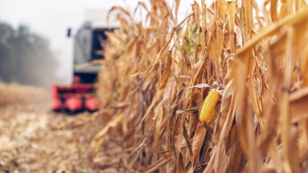 La cosecha de maíz cerró con una producción de 52 millones de toneladas