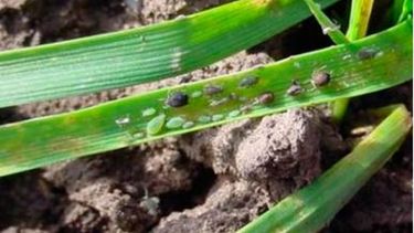 Pulgón aparece en cultivos invernales del sur bonaerense