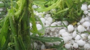 El granizo afectó a 6 mil hectáreas del norte pampeano