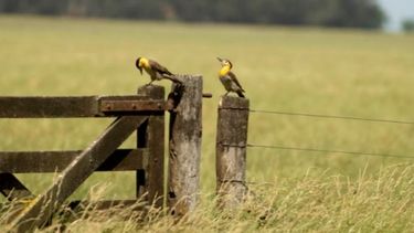 La actividad inmobiliaria rural cerró el 2016 en retroceso