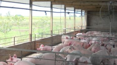 Utilización de la tecnología ya genera beneficios para unas 4 mil granjas porcinas