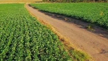 La siembra de soja finalizó con un área estimada de 19.200.000 hectáreas