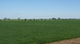 Dan la clave para que la soja rinda hasta un 32 por ciento más