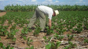 El campo argentino elige la siembra directa para preservar el suelo
