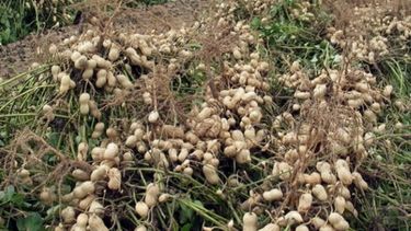 Una empresa de maní comenzó a vender energía a la red