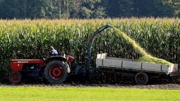 La producción de maíz llegaría a 48 millones de toneladas