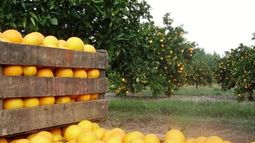 El Congreso prorrogó por un año la emergencia citrícola