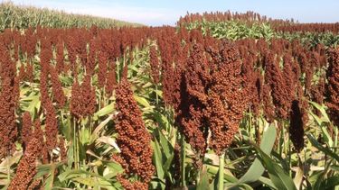 Finalizó la cosecha de sorgo en Santa Fe