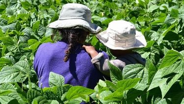 Alertan sobre el peligro de extinción de la agricultura familiar en Latinoamérica