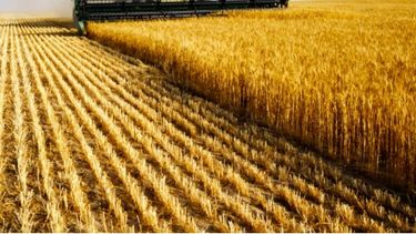 El precio del trigo aumentó hasta un 67% desde mediados de noviembre