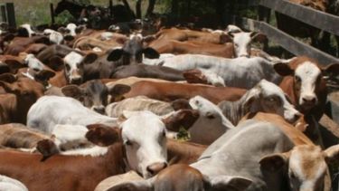 El BCRA otorga más financiamiento a productores pecuarios