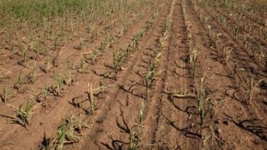 Por la sequía, 24 municipios bonaerenses entran en Emergencia Agropecuaria
