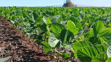 Aclaran que la liquidación de divisas depende de ventas de los productores