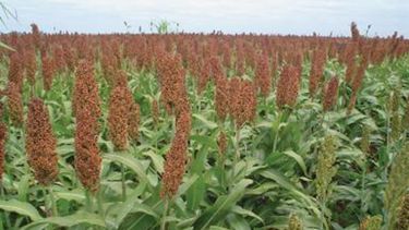 La superficie de sorgo granífero no crecería esta campaña 2012-2013