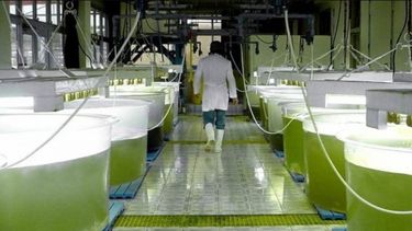 Extienden el Régimen de Promoción de Biocombustibles hasta fines de agosto