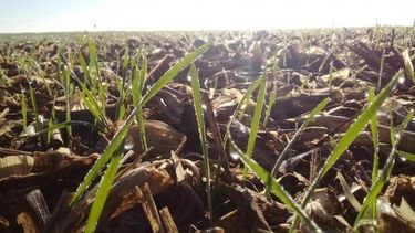 El clima seco demora la siembra de trigo y cebada