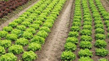 El campo invertiría más de 10 mil millones de dólares en la campaña agrícola