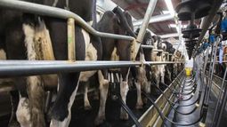La producción láctea trepó un 8% en julio