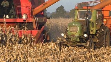 La producción de maíz subiría a 44 millones de toneladas