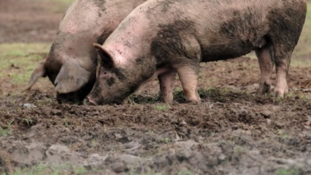 Anticipan un año difícil para el sector porcino