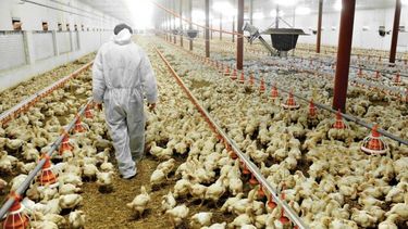 La producción de pollo se redujo más de un 2 por ciento en 2021
