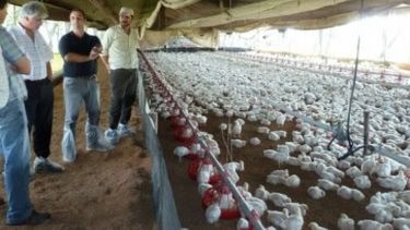 Avicultores alertan que cobran 32% menos del costo de producir pollos